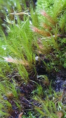 Flexitrichum gracile