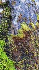 Campylophyllum halleri
