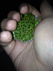 Hyla gratiosa
