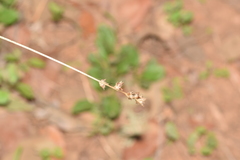 Carex divulsa divulsa