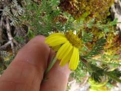 Senecio achilleifolius
