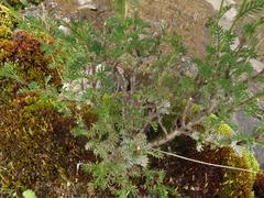 Senecio achilleifolius