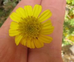 Senecio achilleifolius