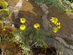 Senecio achilleifolius