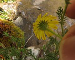 Senecio achilleifolius