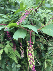 Phytolacca americana