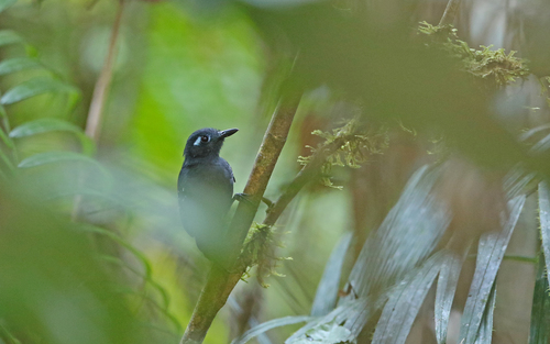 Plumbeous Antbird (Myrmelastes hyperythrus), photo 2