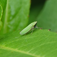 Draeculacephala minerva
