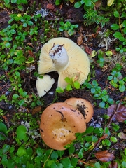 Russula mordax