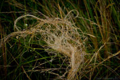 Stipa borysthenica