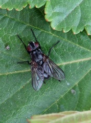 Phyto melanocephala