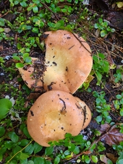 Russula mordax
