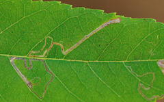 Stigmella longisacca