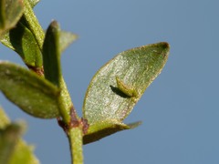 Asphondylia silicula