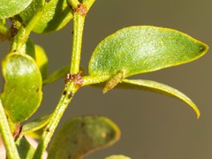Asphondylia silicula