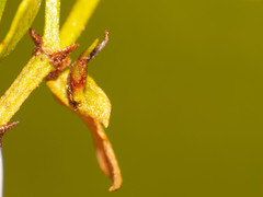 Asphondylia silicula