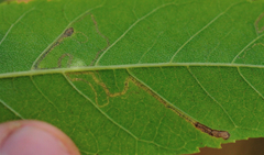 Stigmella longisacca