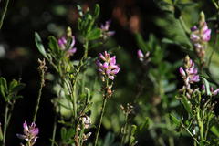 Indigofera cytisoides