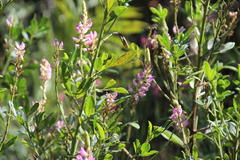 Indigofera cytisoides