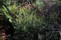 Indigofera cytisoides