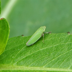 Draeculacephala minerva