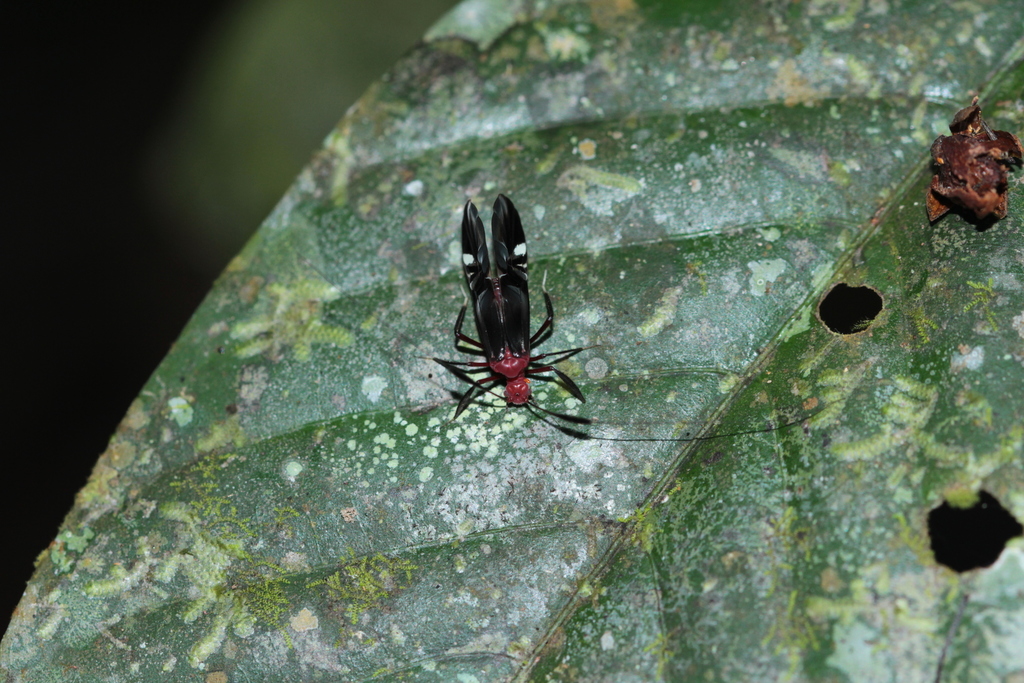 Thyrsophorus speciosus