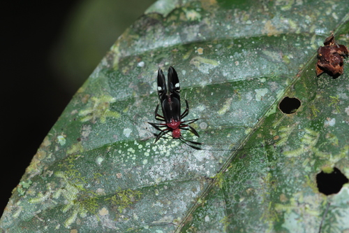 Thyrsophorus speciosus
