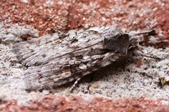 Lithophane antennata