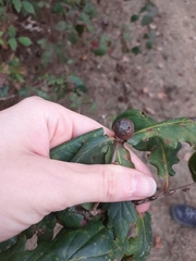 Andricus infectorius