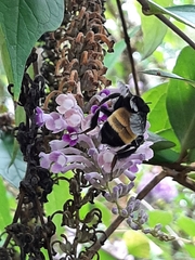 Bombus pensylvanicus
