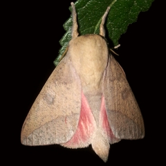 Adeloneivaia subangulata