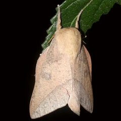 Adeloneivaia subangulata