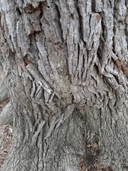 Quercus