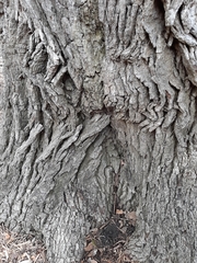 Quercus