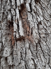 Quercus