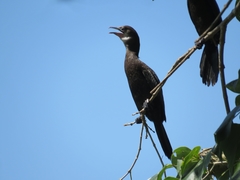 Microcarbo niger