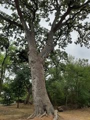 Quercus