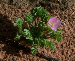 Oxalis hirsuta