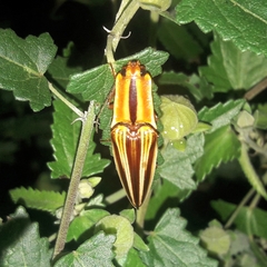 Semiotus serraticornis