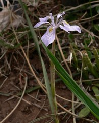 Moraea simulans