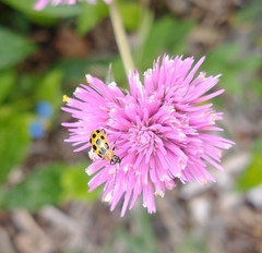 Diabrotica undecimpunctata