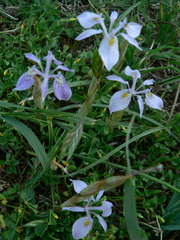 Moraea simulans