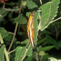 Semiotus serraticornis