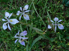 Moraea simulans