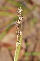 Carex divulsa divulsa