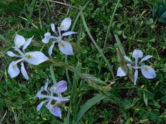 Moraea simulans