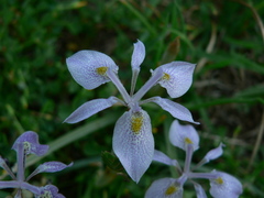 Moraea simulans