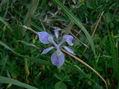 Moraea simulans