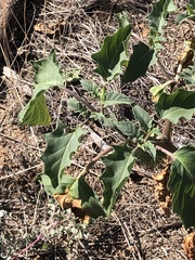 Datura discolor