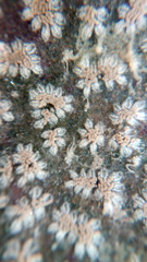 Botryllus